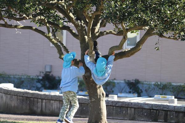 写真：木登りする子ども達