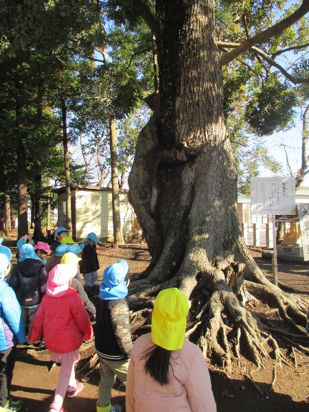 写真：神社にある木登り熊に見える木を眺めている様子