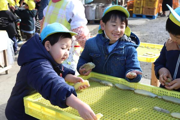 写真：干し芋をトレイの上にきれいに並べているところ