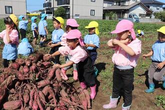 写真：たくさんおいもがとれました