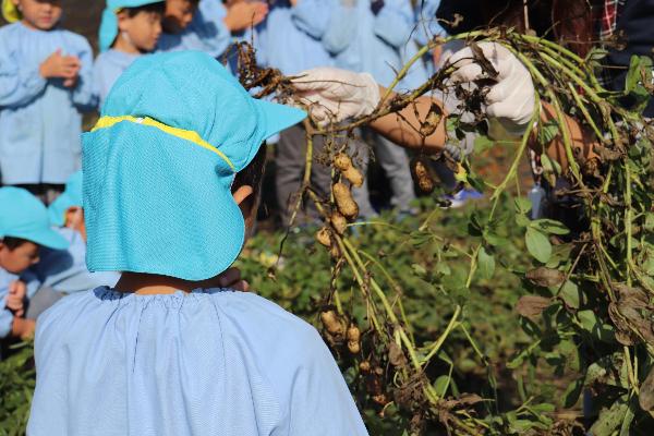 写真：落花生の様子をよく観察している園児