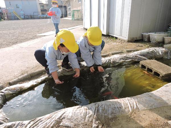 写真：池の氷で遊ぶ様子1