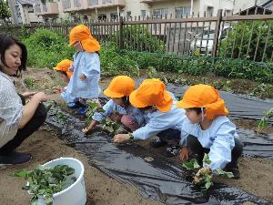 写真：畑で先生と一緒にいも苗をする年少組の子ども達