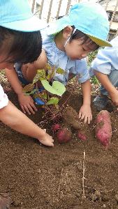 写真：芋ほりをする子ども達の様子