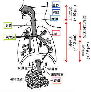 イラスト：PM2.5