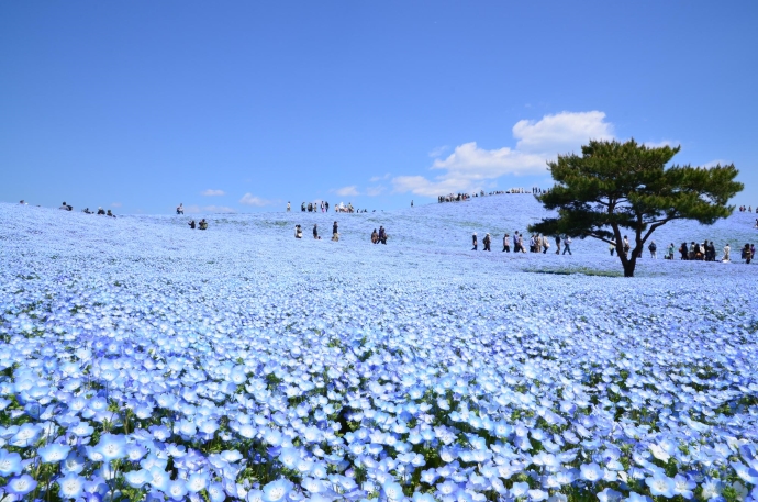 写真：国営ひたち海浜公園に咲くネモフィラ