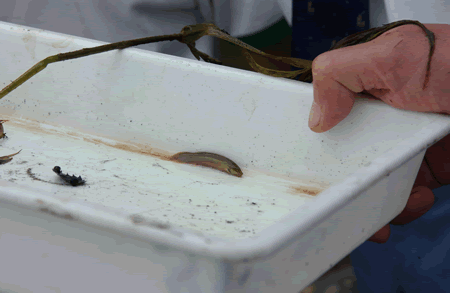 写真：授業で採った生き物2