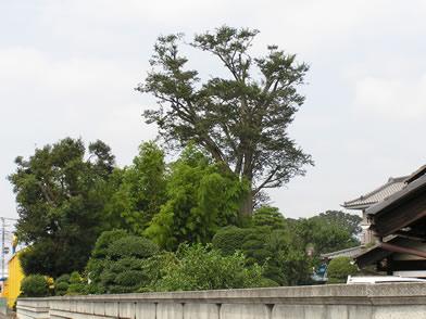 写真：第46号 ケヤキ