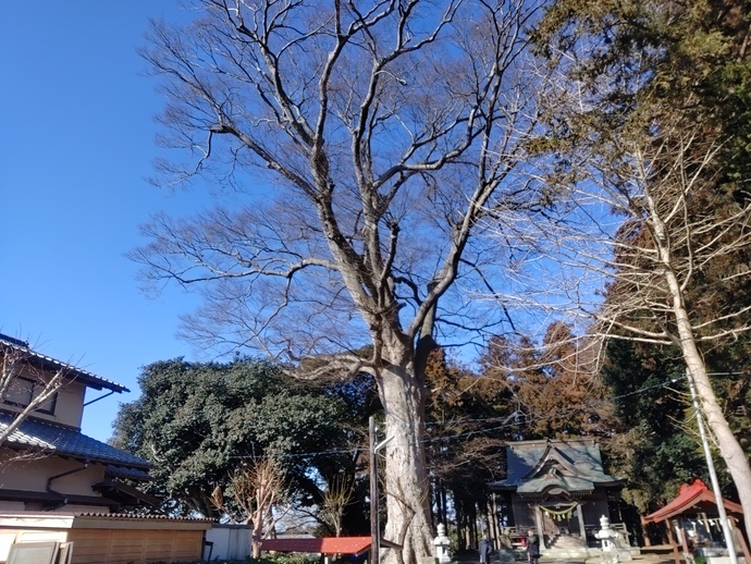 保存樹木第85号ケヤキの写真