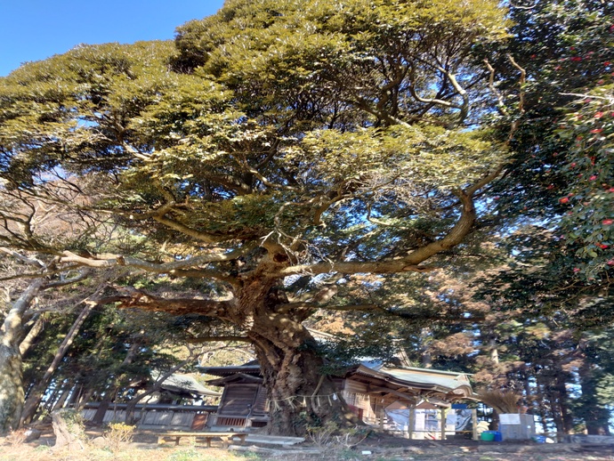 保存樹木第86号スダジイの写真