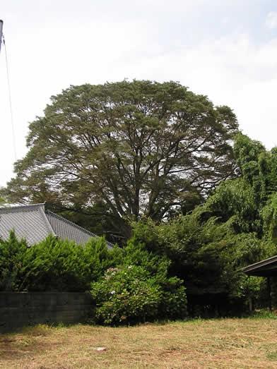 写真：第50号 ケヤキ