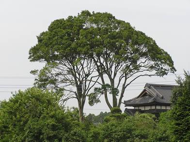 写真：第66、67号 カシ