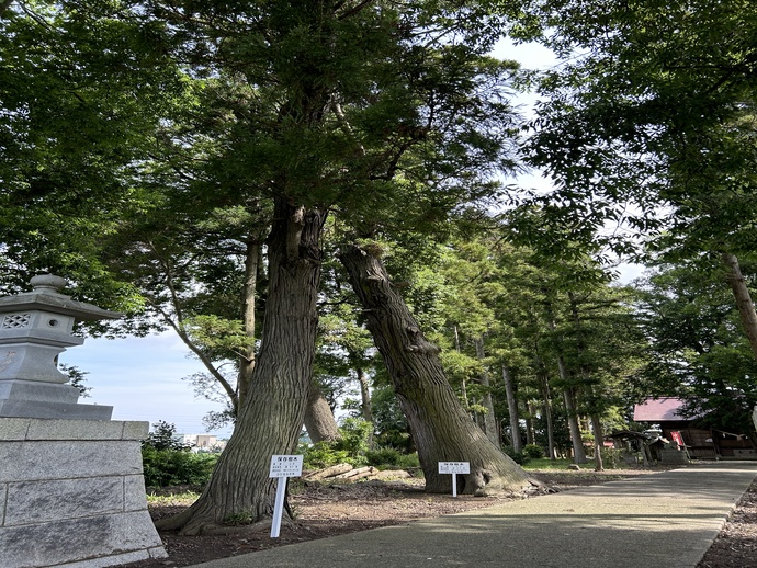 保存樹木第87、88号スギの写真