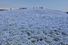 写真：ネモフィラ