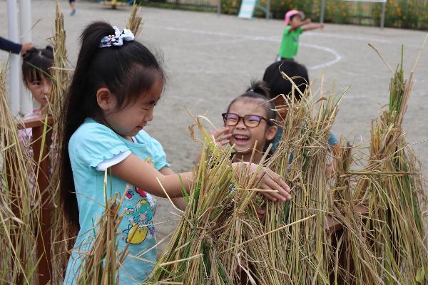 写真：稲刈りの様子3