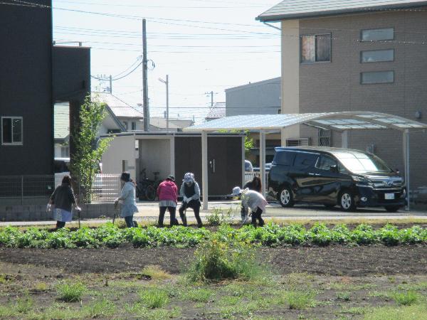 写真：草取りの様子1