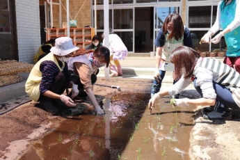 写真：田植えをする先生たち