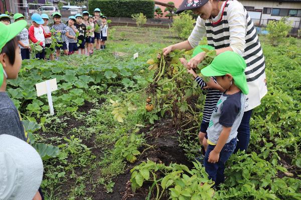 写真：じゃがいもの様子見をする先生と子どもたち