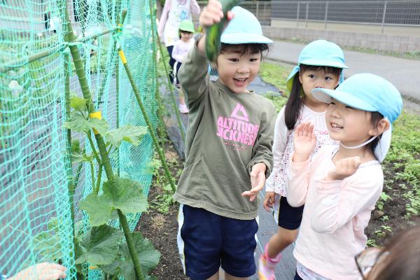 写真：きゅうりを収穫する子どもたち