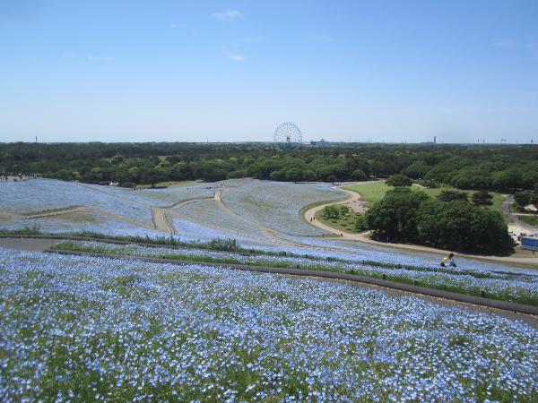 写真：海浜公園のネモフィラ