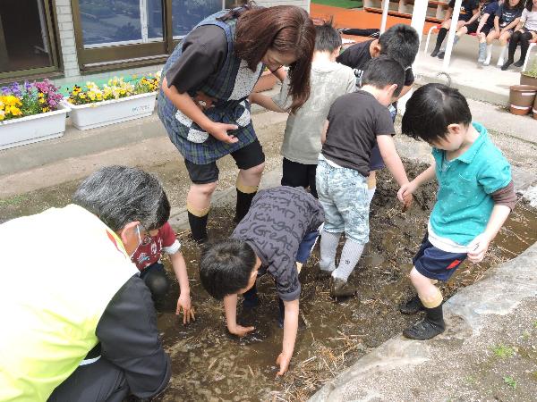 写真：田植えの様子3