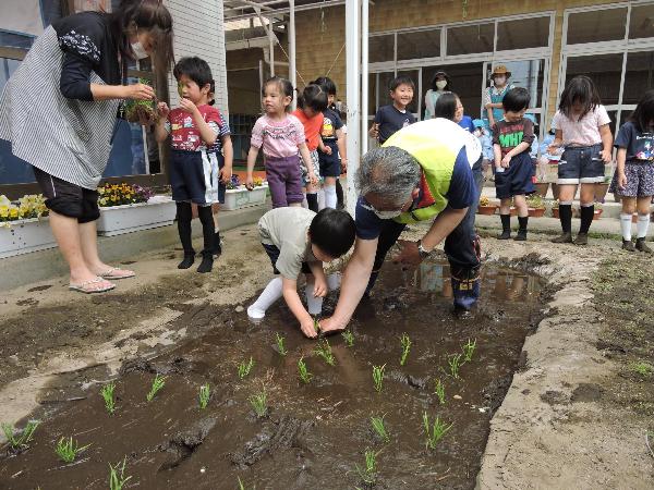 写真：田植えの様子7