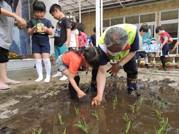 写真：田植えの様子8