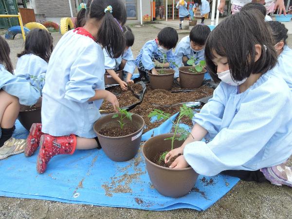 写真：苗植えの様子3