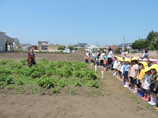 写真：サツマイモの苗の植え付け1