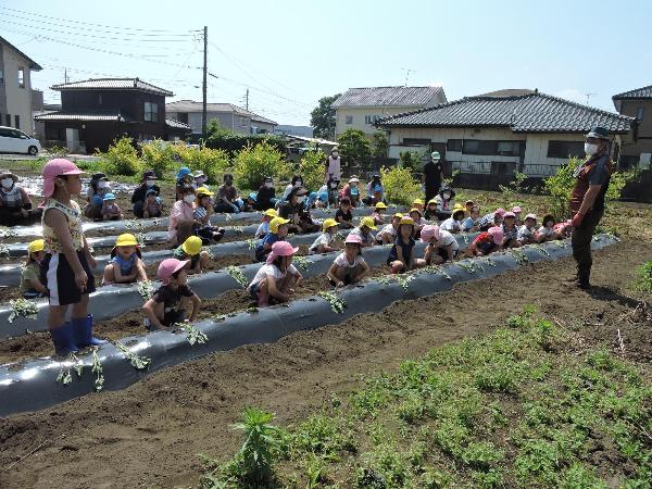 写真：サツマイモの苗の植え付け3