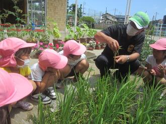 写真：田んぼの草取り1