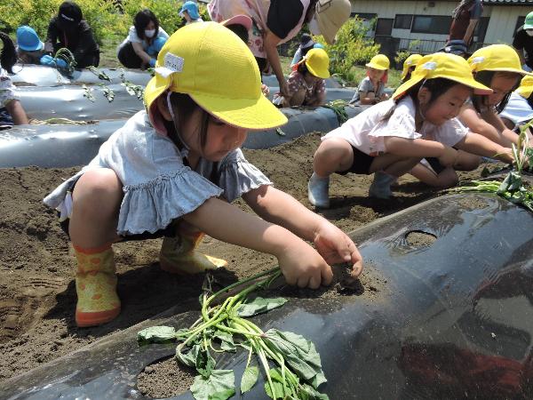 写真：サツマイモの苗の植え付け5