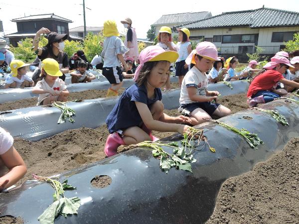 写真：サツマイモの苗の植え付け4