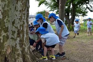 写真：カミキリムシみーつけた。