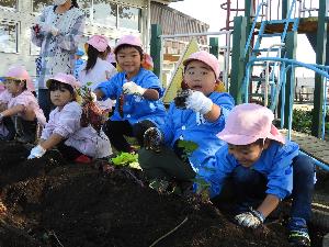 写真：芋掘り1