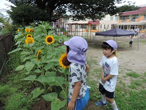 写真：園庭に咲いているひまわりと背比べをする年長男児