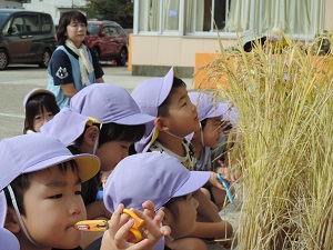 写真：イネの刈り方を園長先生から熱心に聞いている年長児