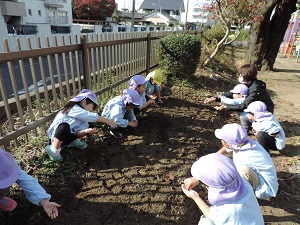 写真：園庭の畑に菜の花の種をまく年長児の様子