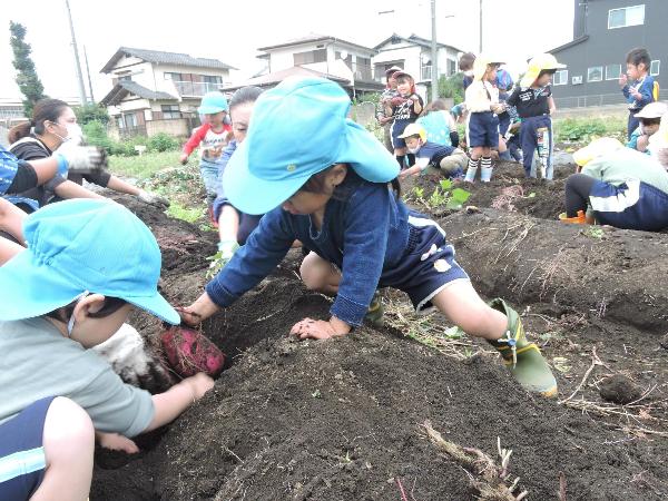 写真：いも畑5