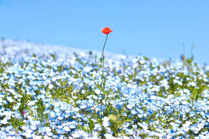 敢闘賞（春部門）の写真