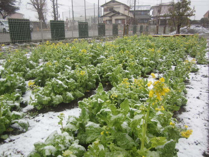 写真 雪をかぶる菜の花