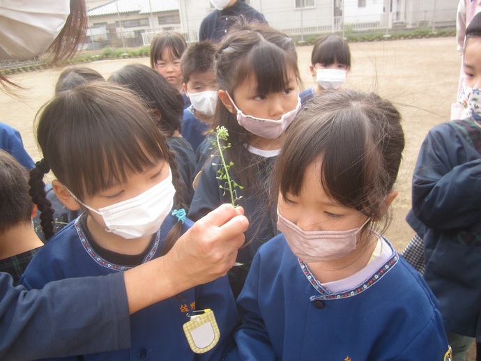 写真 ペンペン草で遊ぶ年長児