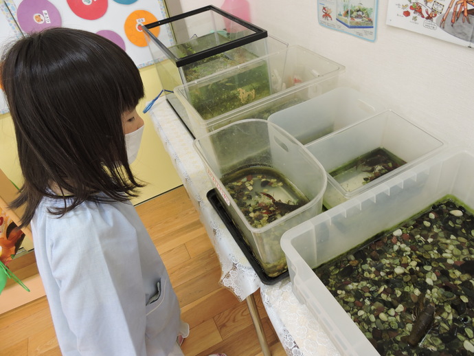 写真 ザリガニをみる女児