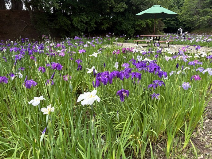 6月16日の花しょうぶ園の写真