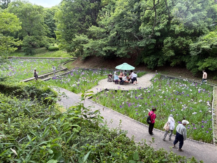 6月16日の花しょうぶ園の写真