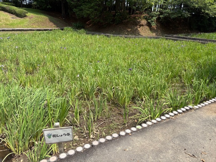 7月2日の花しょうぶ園の写真