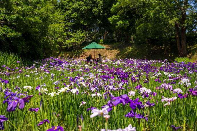 6月11日の花しょうぶの写真