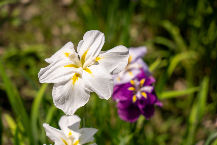 6月11日の花しょうぶの写真