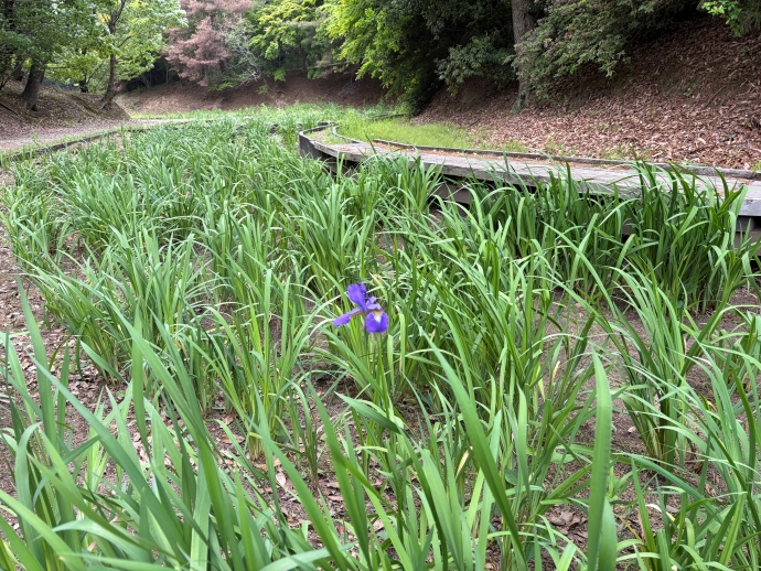2026年5月14日の花しょうぶ