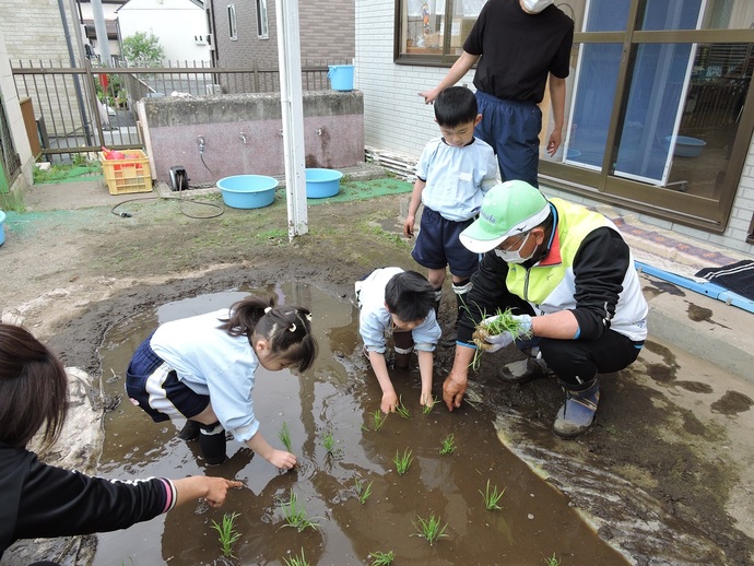 写真 田植えを始める様子